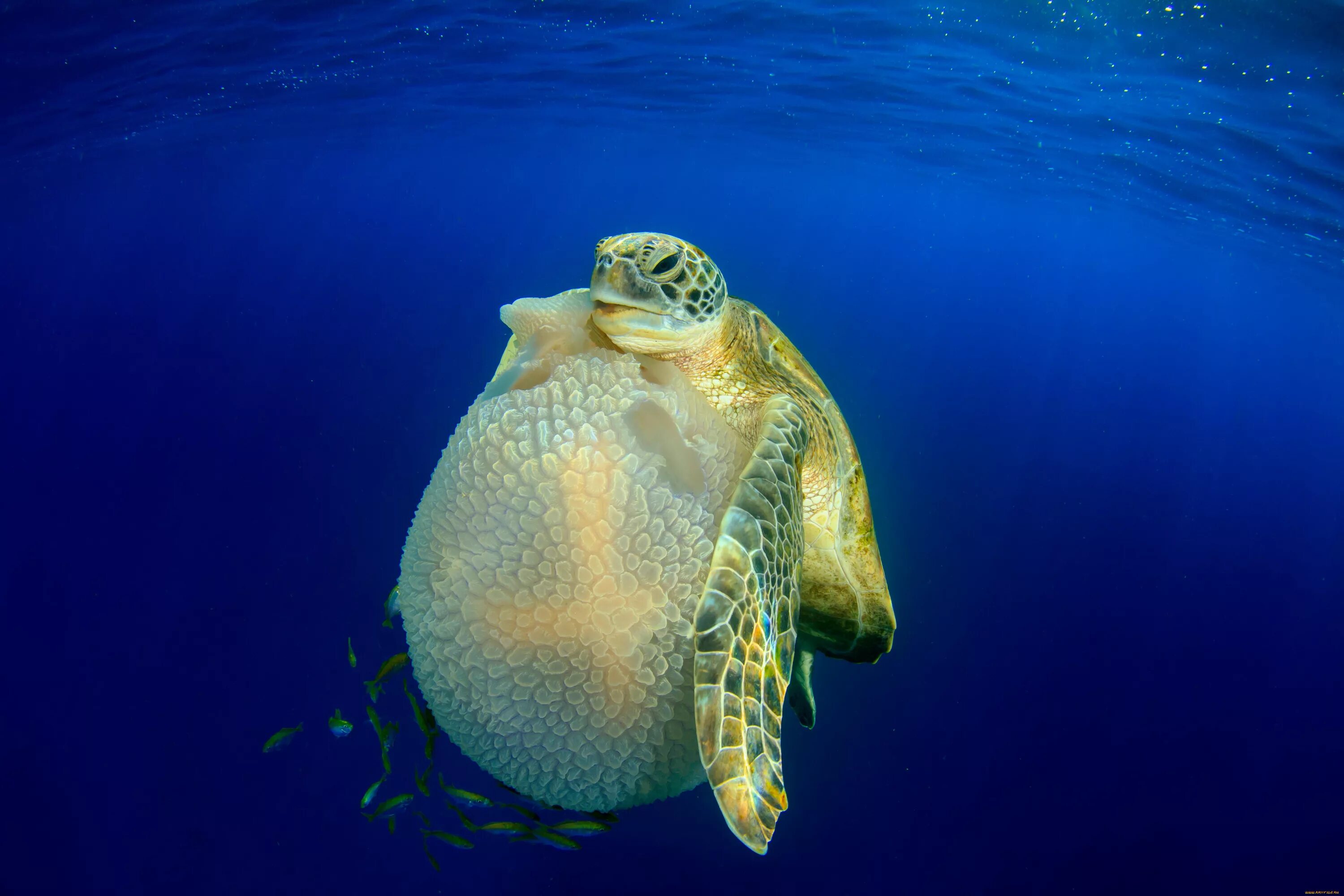 Морские подводные обитатели