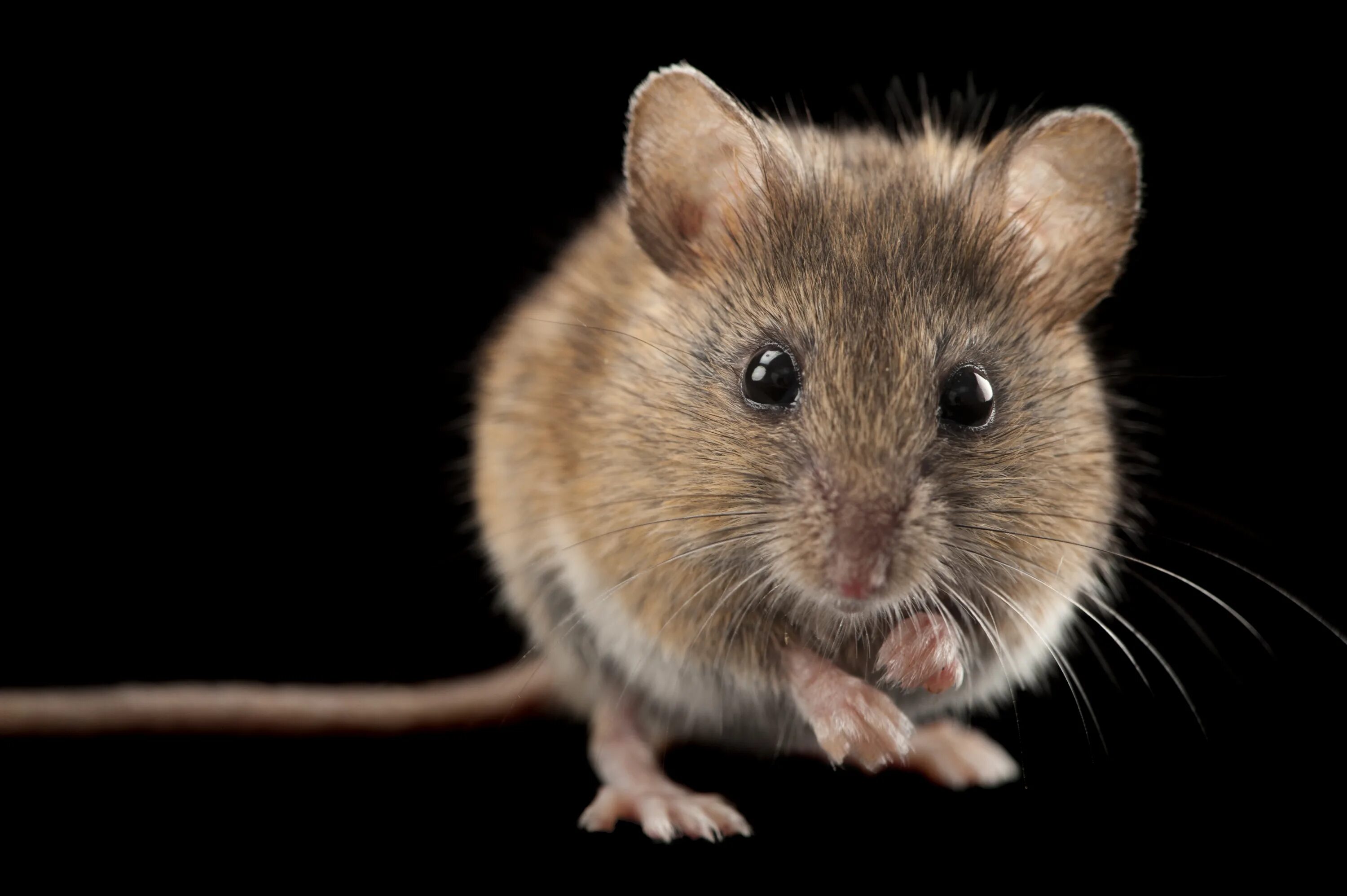 Мышь полевка и мышь домовая. Мышь домовая серая. Мышь животное. Мышка Живая. F mice