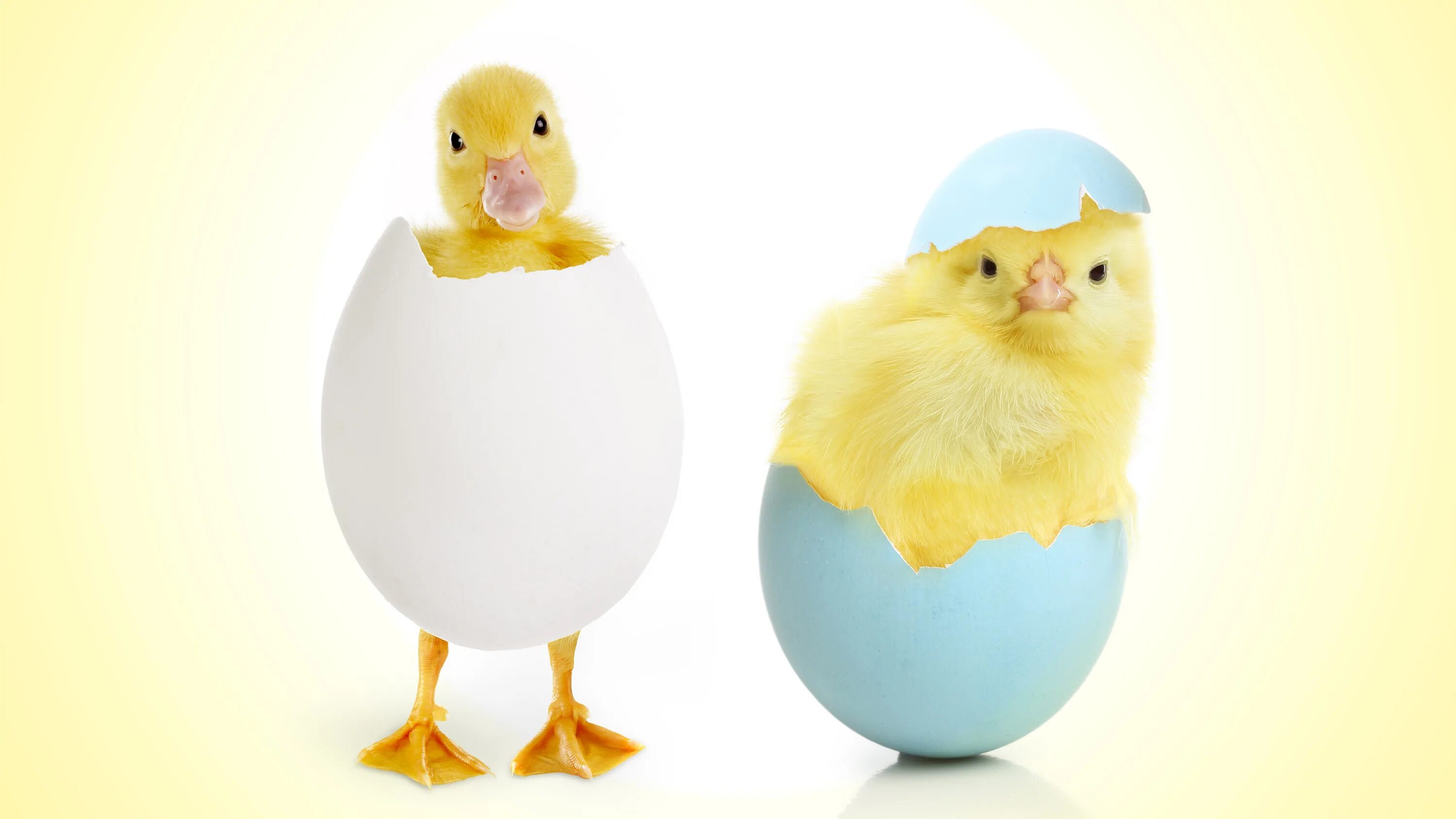 В каких яйцах есть цыплята. Яйцо цыпленок. Цыпленок вылупляется. Цыпленок в скорлупе. Я цыпленок.