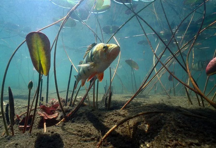 Водоросли мальки рыб окунь. Подводные обитатели водоемов. рыба в водоеме. рыба в озере. речной подводный мир.