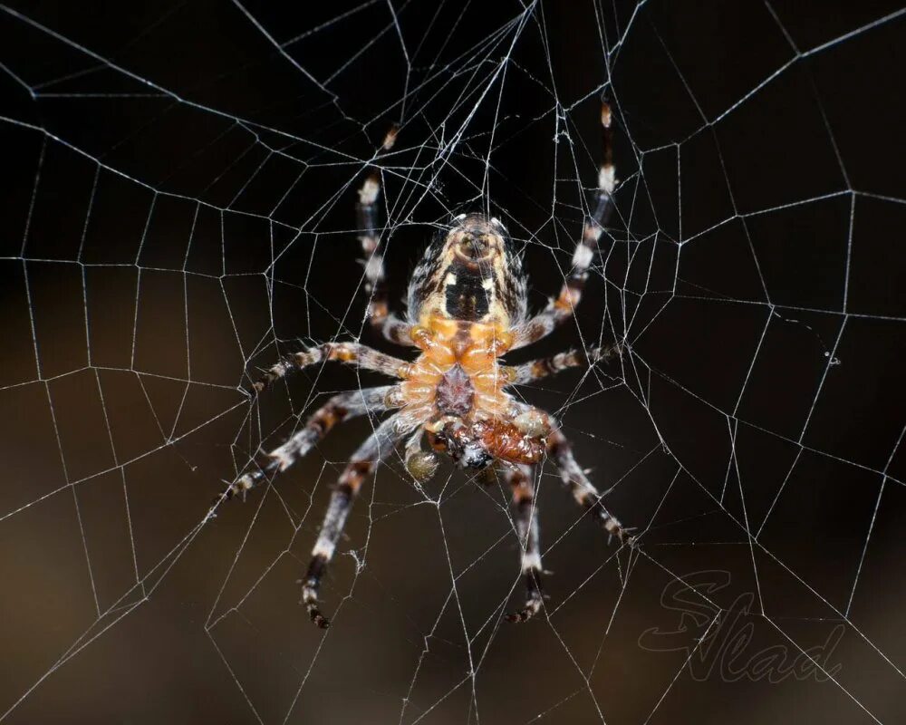 Вид пауков кругопрядов. Вид пауков кругопрядов. Отряд araneae пауки. Пауки-кругопряды пауки-кругопряды. Вид пауков кругопрядов.