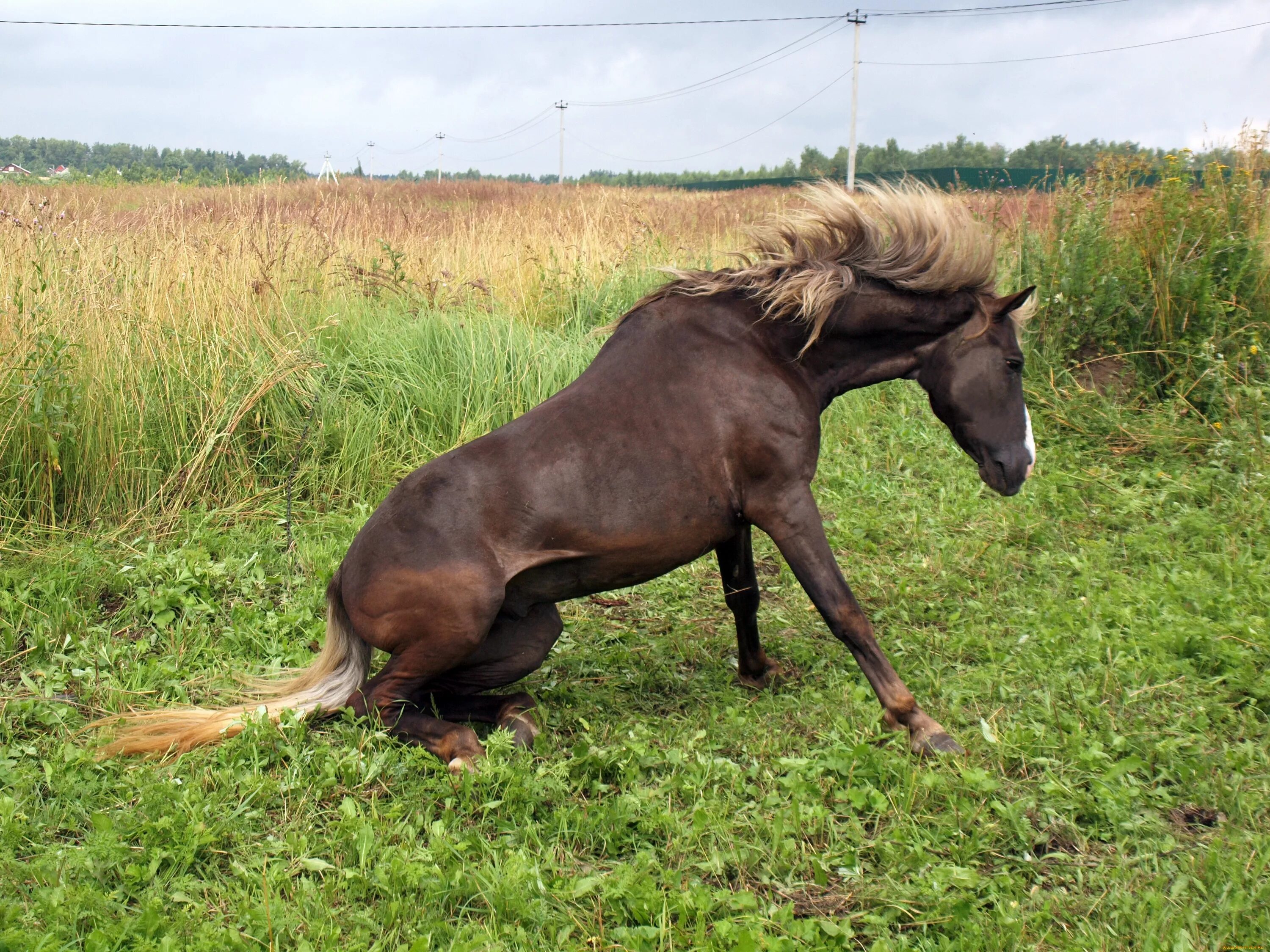 Село лошадка