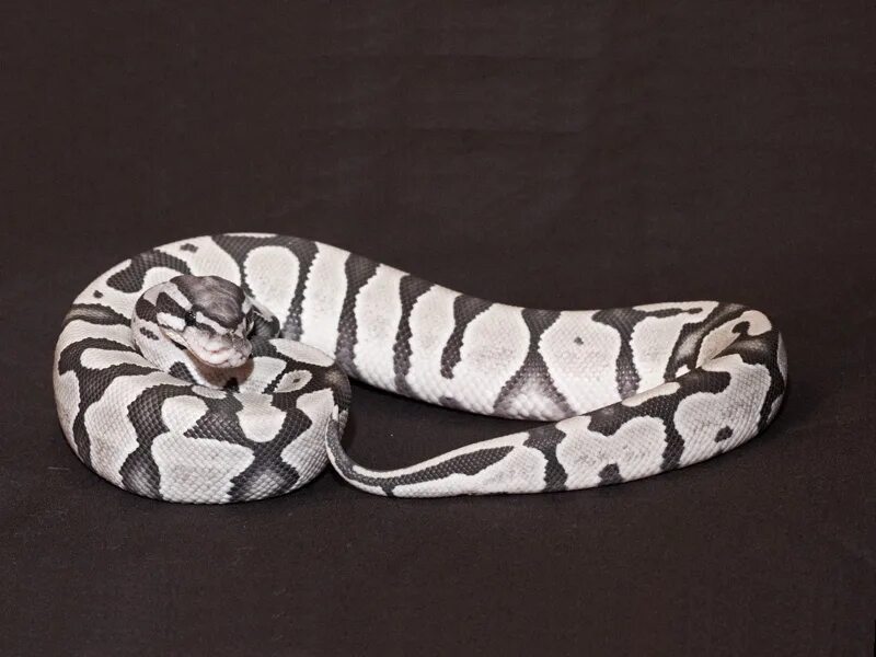 Thick snake. Королевский питон серый. Королевский питон Ghost. Питон Региус Axantic. Королевский питон морфы Смайл.