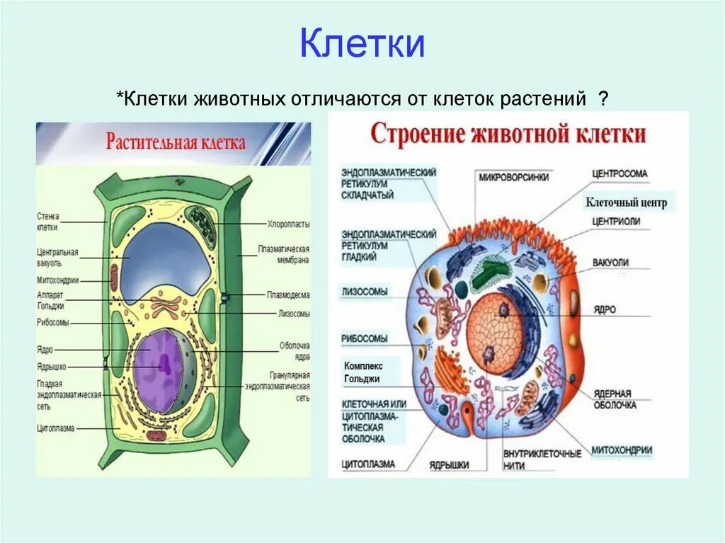 Что отличает строение