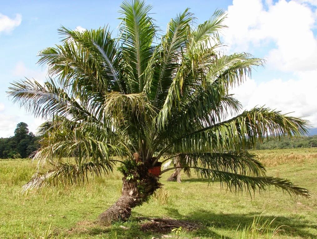 Пальма где растет природная зона. Elaeis guineensis. Масличная Пальма. Африканская масличная Пальма. Масличная Пальма в Южной Америке.