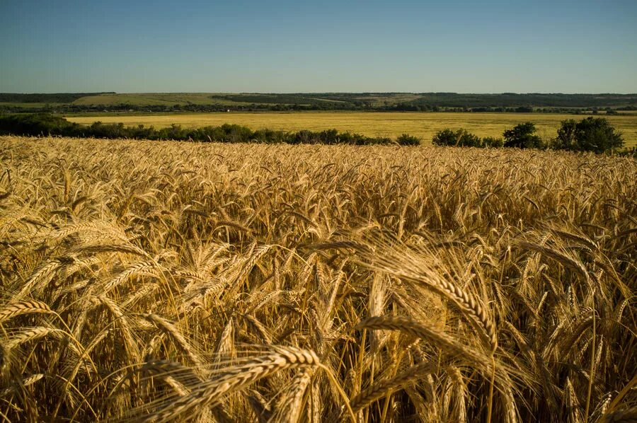 Самарская область поле пшеницы. Русское поле. Российские поля. Красивые поля в Самарской области. Николаевские поля