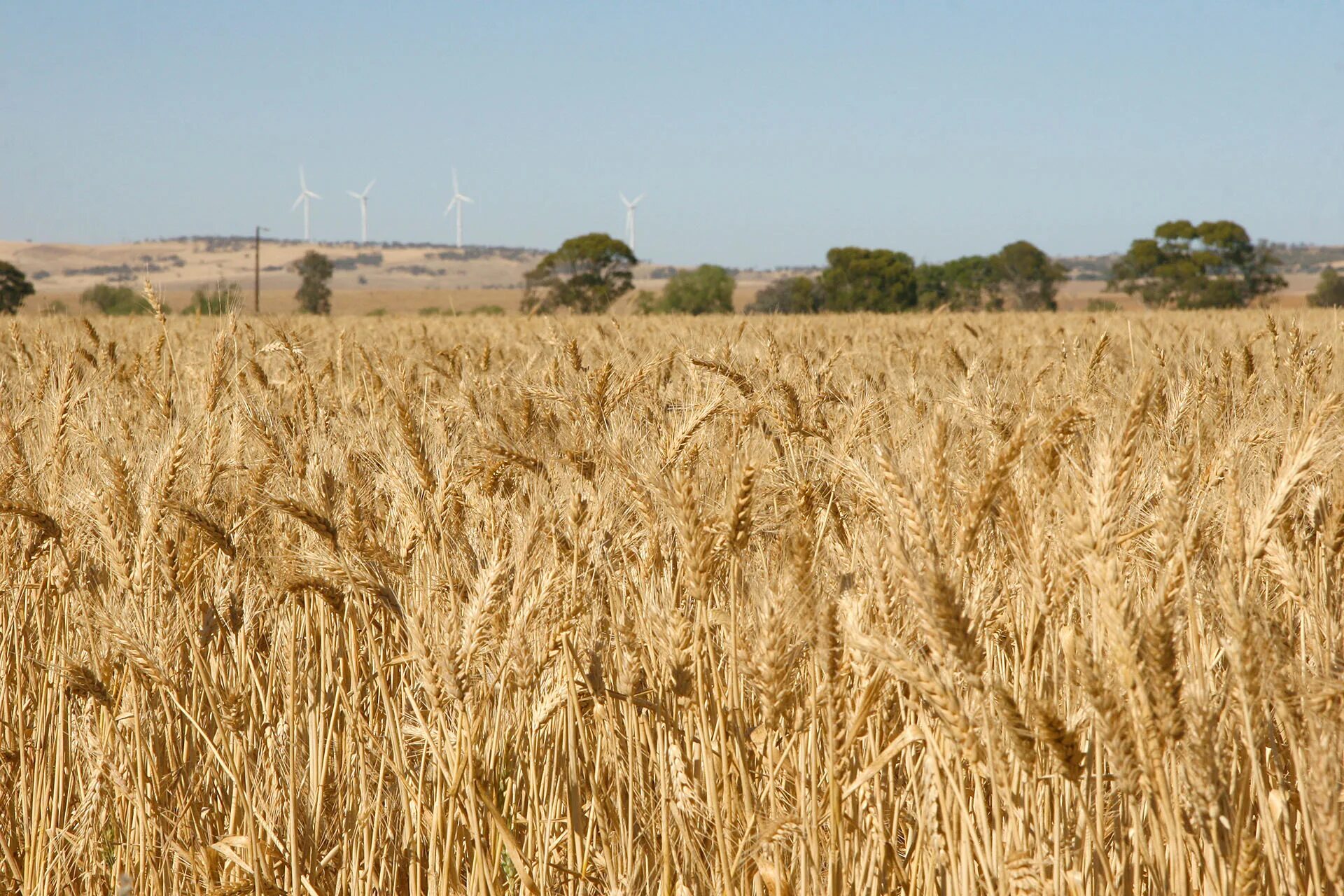 Зерно сеят. Поле пшеницы. Пшеница посевная. Посев пшеницы. Поле пшеница зерно.