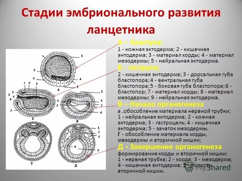 Три стадии характеризующие стадию органогенеза. Стадии эмбрионального развития бластула гаструла. Стадии эмбрионального развития ланцетника. Гаструляция зиготы. Стадии бластулы гаструлы нейрулы ланцетника.