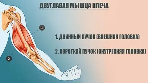 Длинная головка двуглавой мышцы