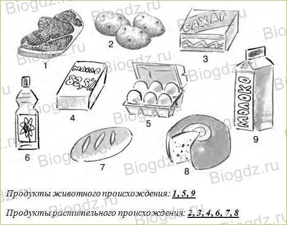 Продукты растительного происхождения 2 класс окружающий. Продуктов растительного и животного происхождения задания. Пища растительного и животного происхождения. Продукты животного происхождения рисунки. Продукты растительного происхождения задание.