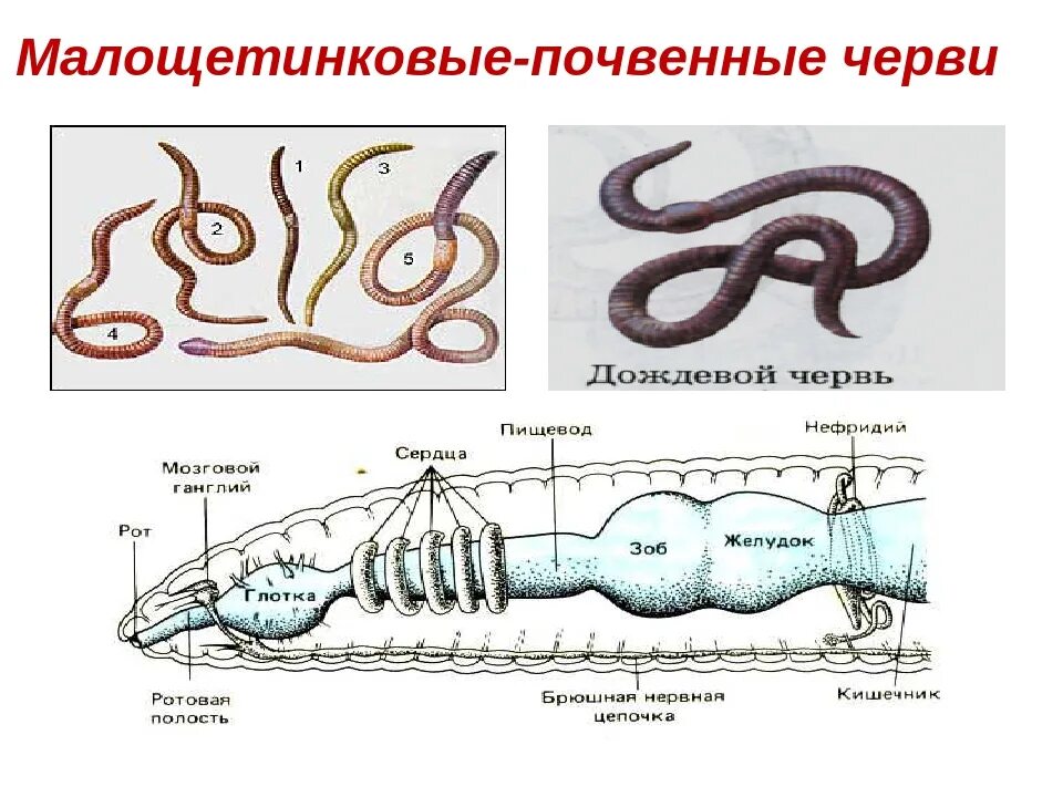 4 малощетинковые черви. Тип кольчатые черви класс малощетинковые черви 7 класс. Малощетинковые олигохеты. Тип кольчатые черви малощетинковые. Биология 7 класс тип кольчатые черви класс многощетинковые черви.