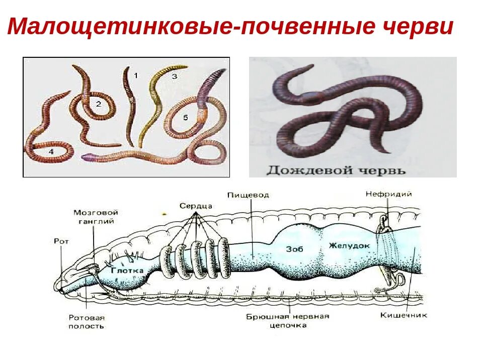 Система малощетинковых червей. Тип кольчатые черви Малощетинковые. Почвенные Малощетинковые черви. Кольчатые черви Малощетинковые черви. Малощетинковые черви трубочник.