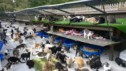 Приют для бездомных кошек