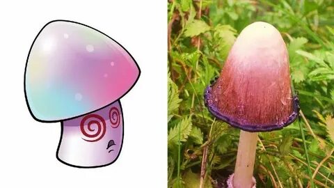 Hypno mushroom