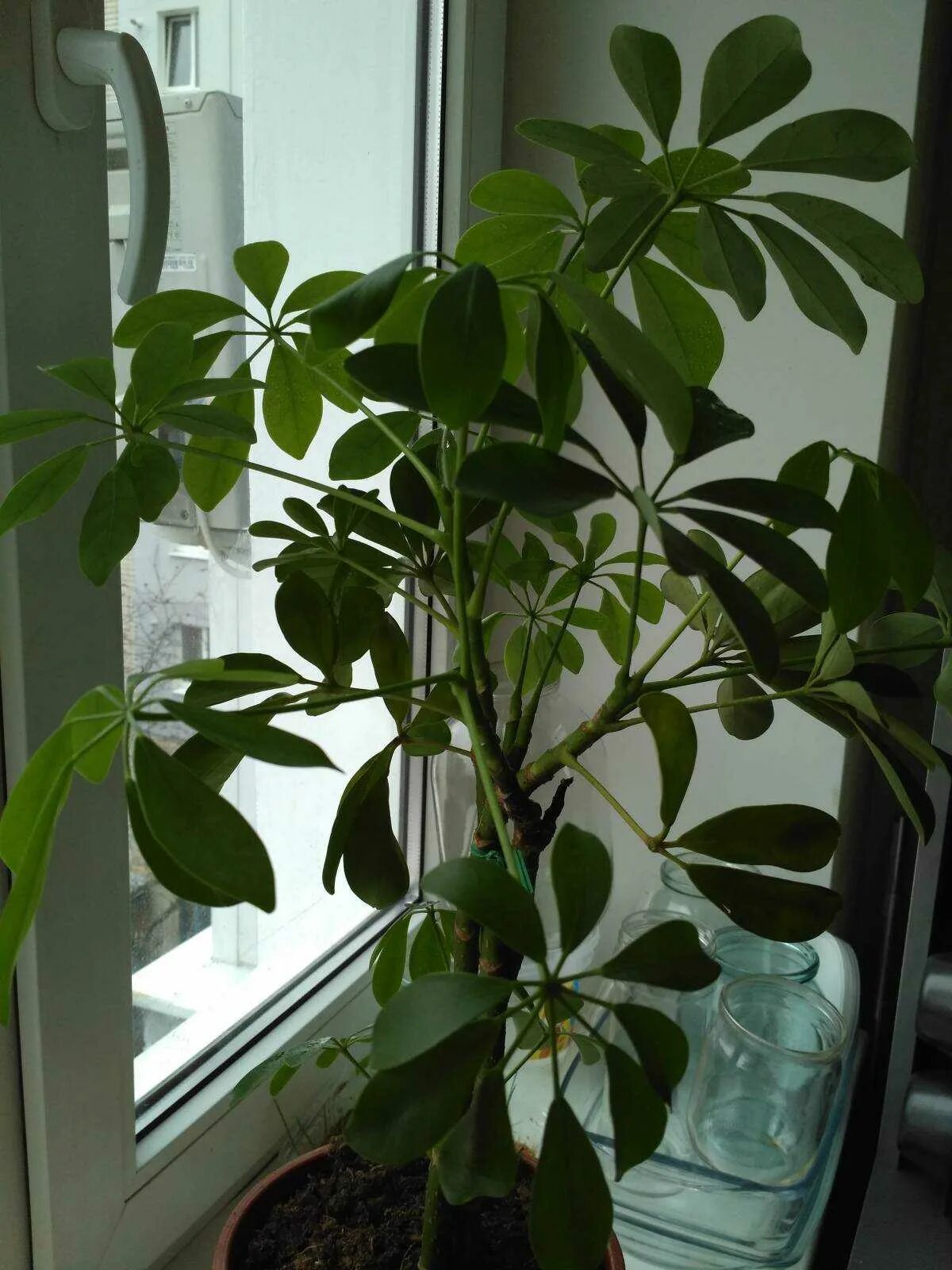 Шеялера просветление листьев. Шеффлера пожелтели листья. Шеффлера росток. Желтеют листья шеффлеры. Шефлера сбрасывает листья.