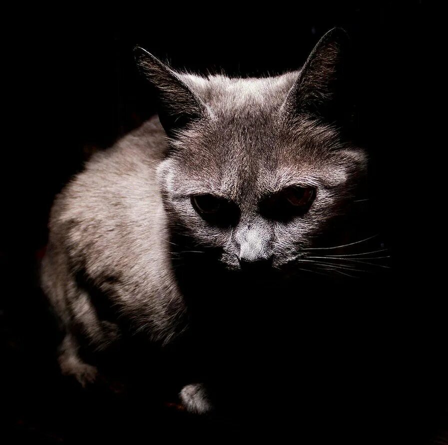 Страшные коты ночью