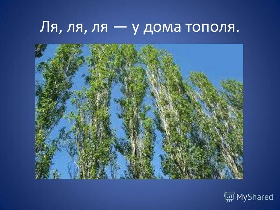 Пять тополей песня. Тополь. Пять тополей песня. Ярослав ежов. Слова песни тополя.
