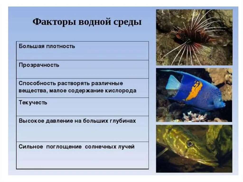 Черты приспособленности организмов к водной среде обитания. Факторы водной среды. Среды жизни и экологические факторы водная. Факторы жизни в водной среде. Водная среда факторы среды.