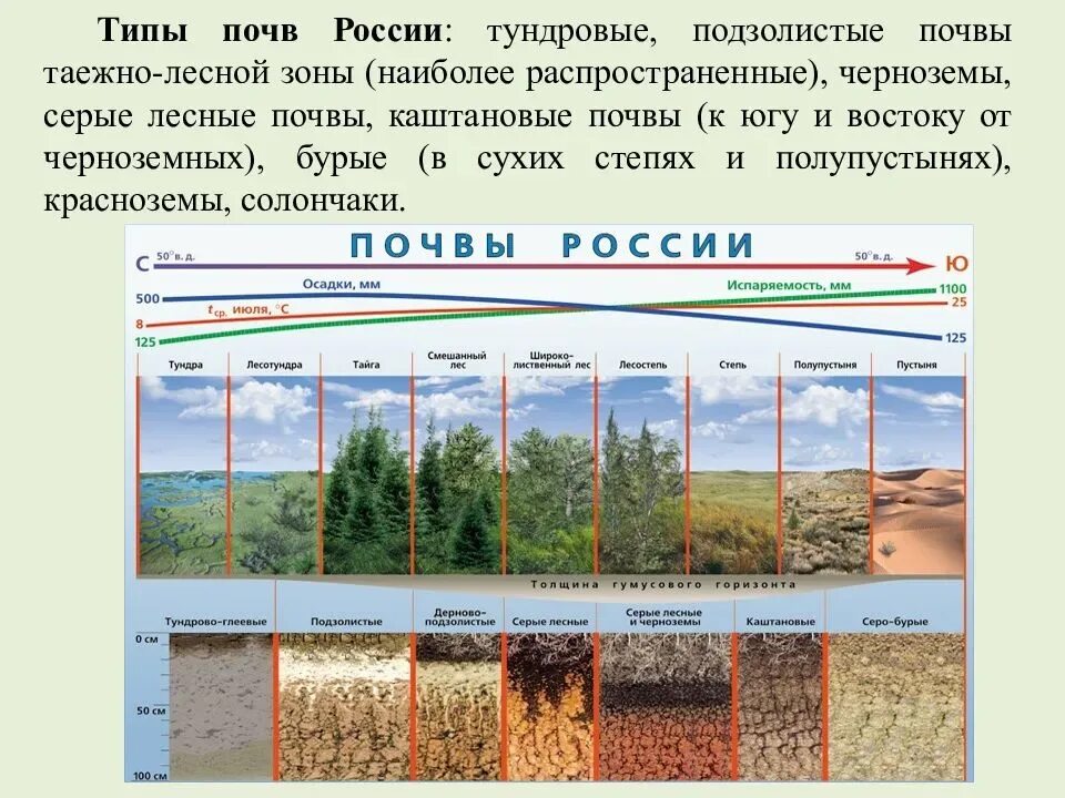 Факторы образования природно хозяйственных зон на равнинах. Типы почв в России подзолистые. Основные типы почв в РФ. Схема особенности почв России. Типы почв России 8 класс.