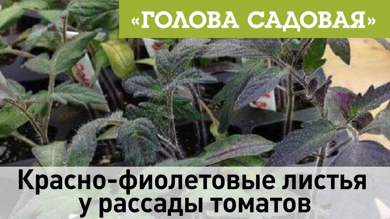 Багровеют листья рассады помидор. Рассада томатов листья фиолетовые. У рассады помидор фиолетовые листья. Фиолетовые листья рассады помидор листья.