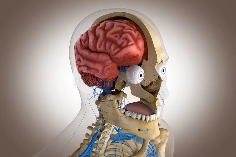 Мозги в черепной коробке. Мозг человека d разрезе. Мозг человека в черепе в разрезе.