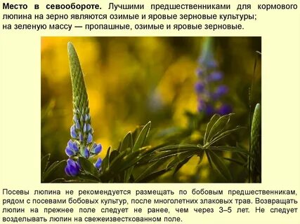 Люпин описание