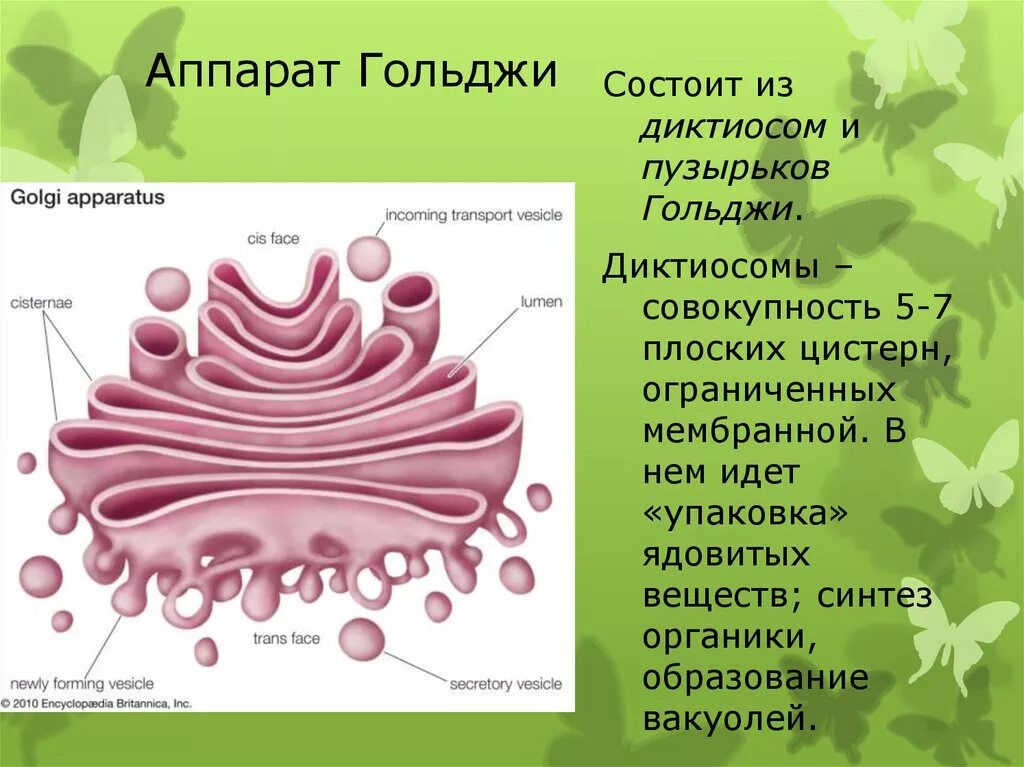 Формирование каких клеточных органоидов участвует аппарат гольджи. Органоид аппарат Гольджи. Органелла аппарат Гольджи. Ультраструктура аппарата Гольджи. Строение клетки аппарат Гольджи.