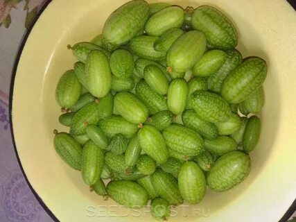 Мелотрия описание