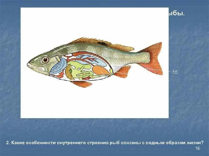Система органов рыб. Система органов рыб