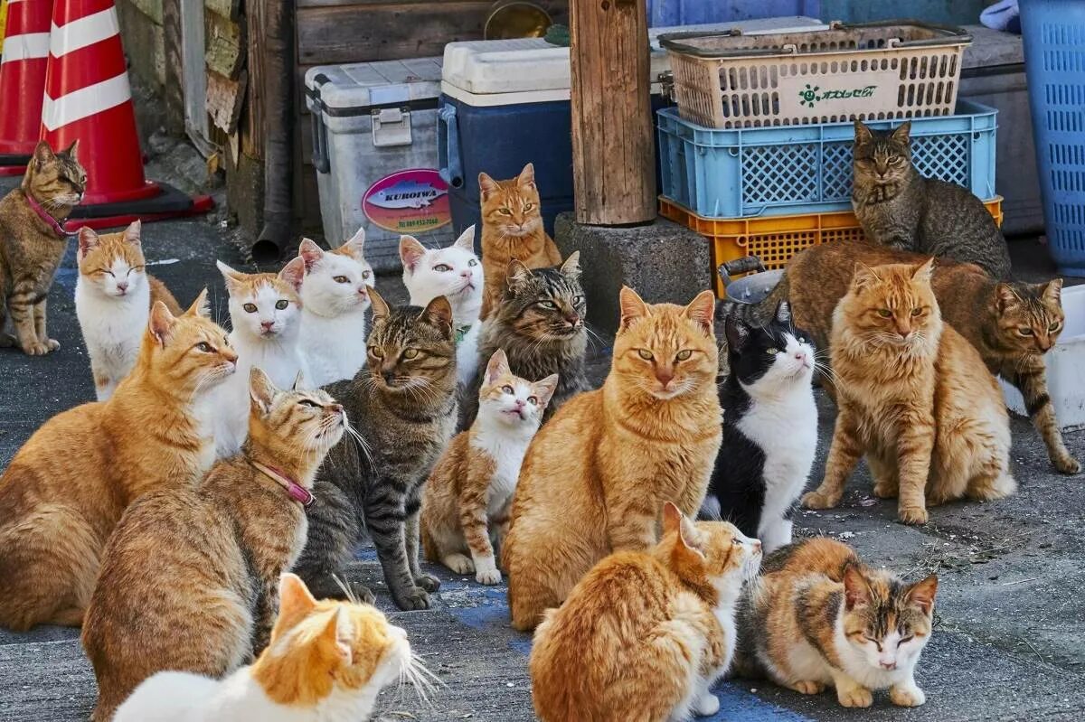 Где кот 16. Тасиро остров кошек. Остров Аосима остров кошек. Тасиро остров кошек в Японии. Остров Фраджост кошачий остров.