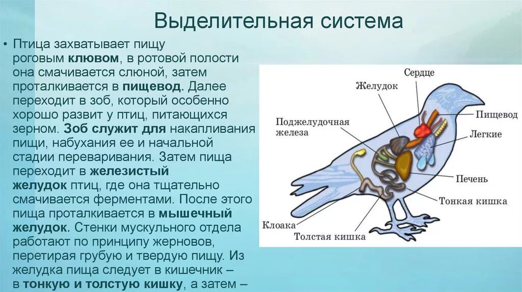 Органы птиц 7 класс. Выделительная система птиц 7 класс. Строение выделительной системы птиц. Выделительная система птиц схема. Биология 7 класс выделительная система система птиц.