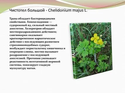 Лечебные свойства чистотела и противопоказания