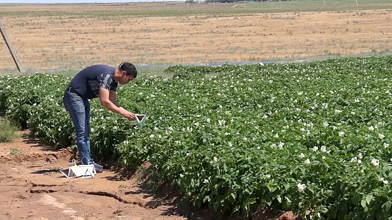плодоводство астраханской области-. капустофель астрахань. виноград в астрахани. имбирь астрахань. виноградоводство в астрахани.