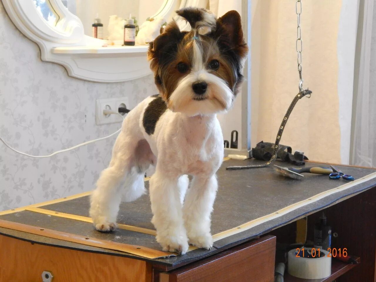 стрижка бивера. бивер йорк. бивер-йоркширский терьер подстриженный. бивер йорк стриженный. бивер-йоркширский терьер стрижки.