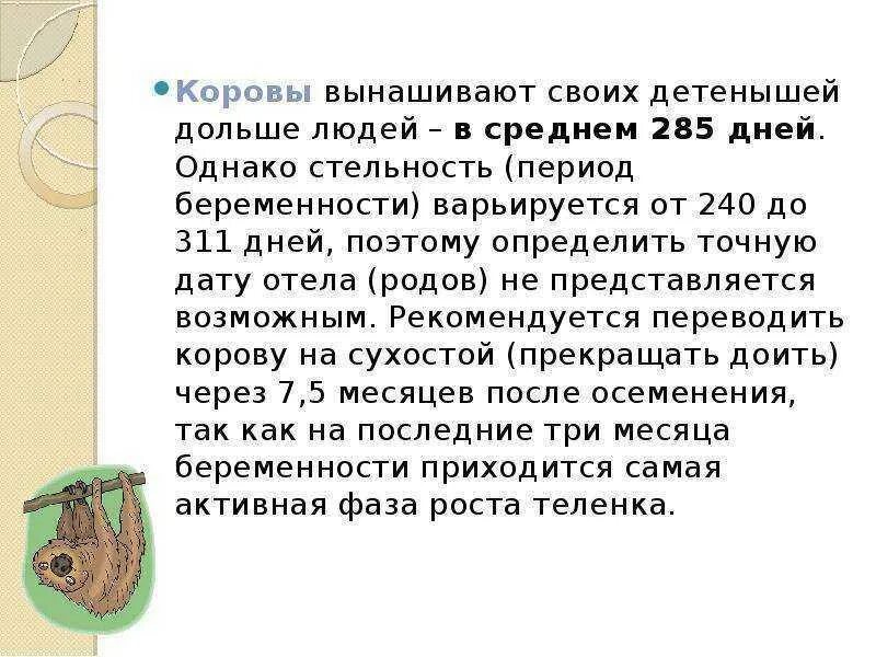 Сколько вынашивает лошадь. Беременность у коровы Продолжительность. Стельность коровы по месяцам. Сроки стельности коров по месяцам.