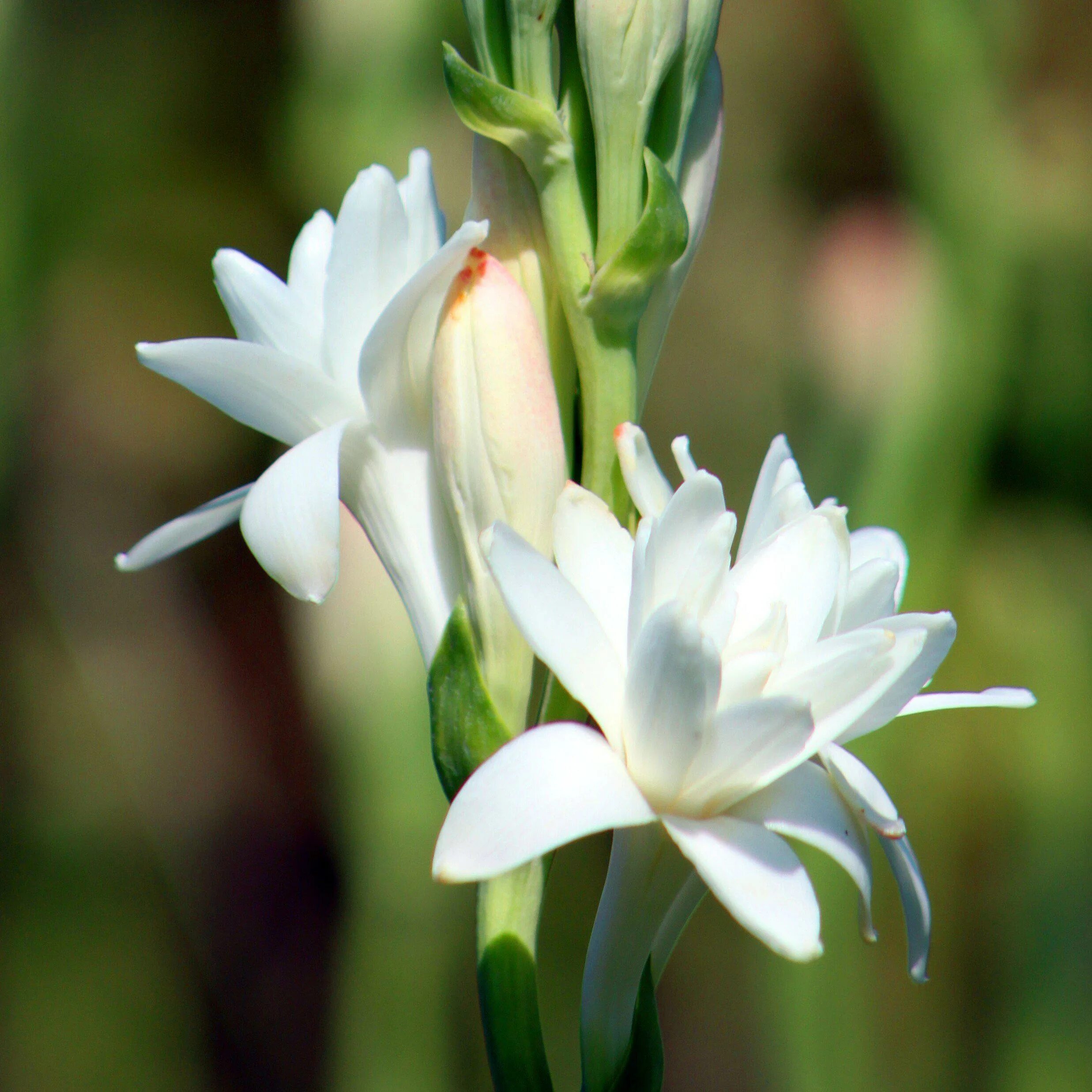 Tuberose. Цветок полиантес Тубероза. Полиантес Тубероза Перл. Тубероза (полиантес клубненосный). Тубероза (Polianthes tuberosa).