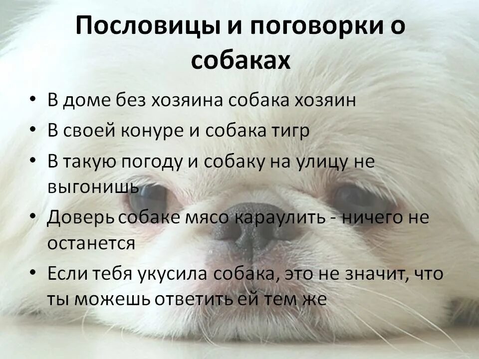 Собачонке было три недели. Поговорки про собак. Пословицы и поговорки про собак. Пословицы про собак. Пословицы про собаку для детей.