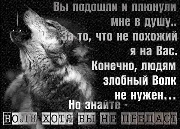 Я не разу не предал твое место. Статусы с волками. Цитаты волка. Наплевали в душу цитаты. Волки цитаты в картинках.