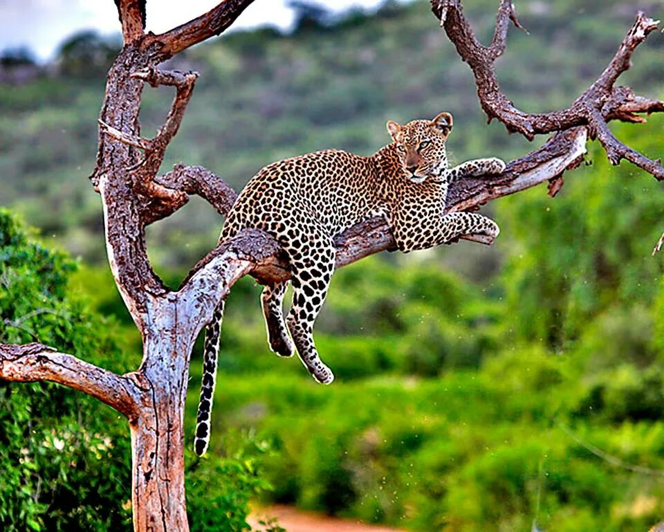 Wild animals essay. Leopard Panthera. Животные Wild Planet. Леопард Оман. Турция Самсун животные Дикие.