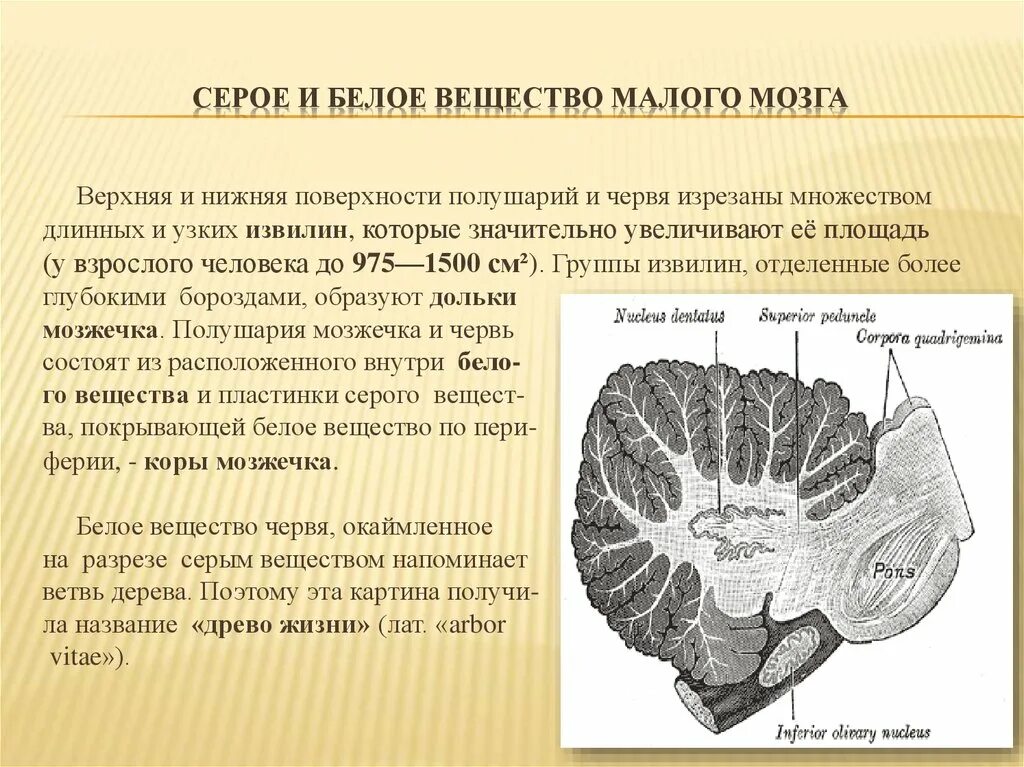 Строение мозга серое и белое вещество. Серое вещество головного мозга. Серое и белое вещество. Строение серого и белого вещества. Серое и белое вещестов мозг.