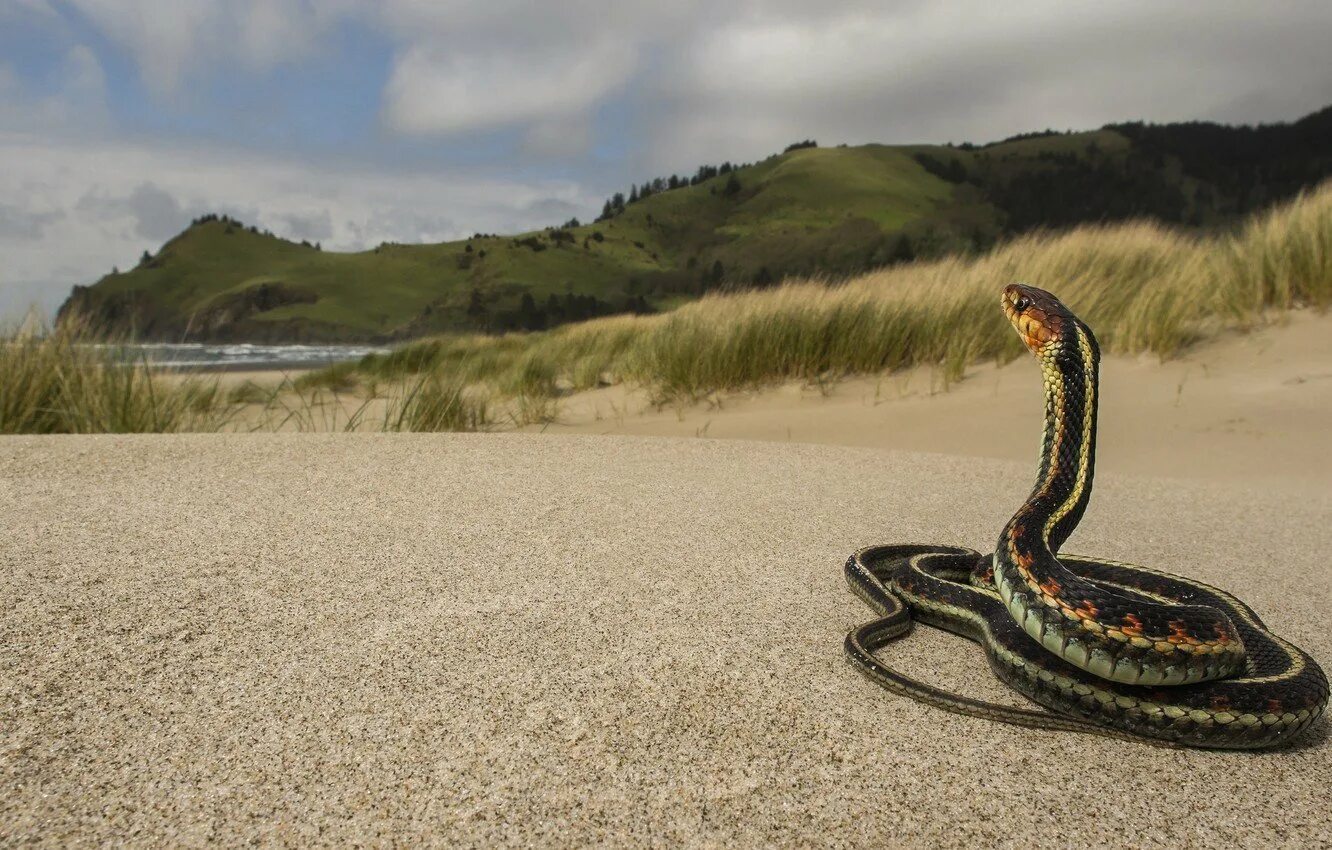 Скачай красивая кобра. Песчаная Кобра в Турции. Остров змей. Змеи на рабочий стол. Шикарная змея.