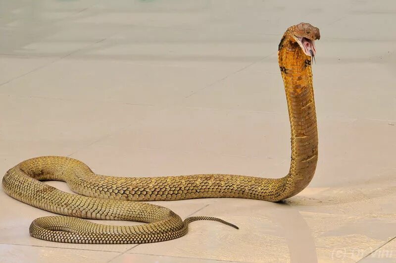 змея кобра королевская. королевская очковая кобра. змея кобра королевская. кобра стоит. королевская кобра большая.