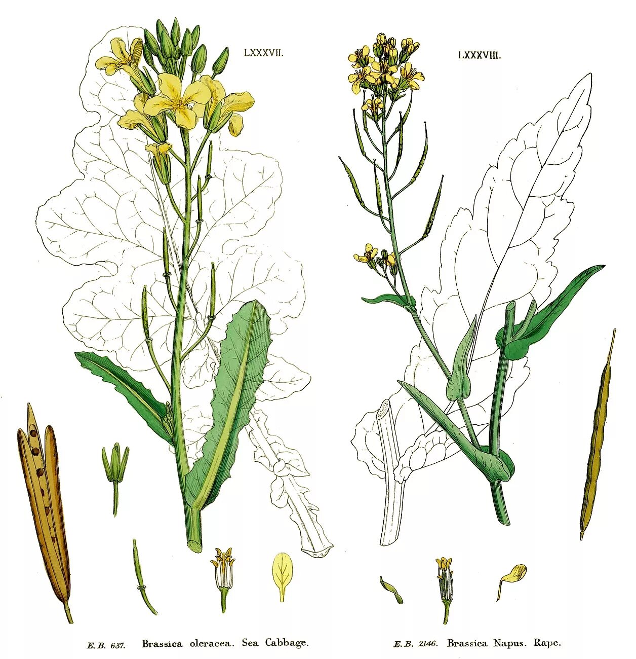 Строение редьки дикой рисунок. Brassica napus Ботанический рисунок. Brassica oleracea ботаника. Brassica oleracea гербарий. Brassica стручок.