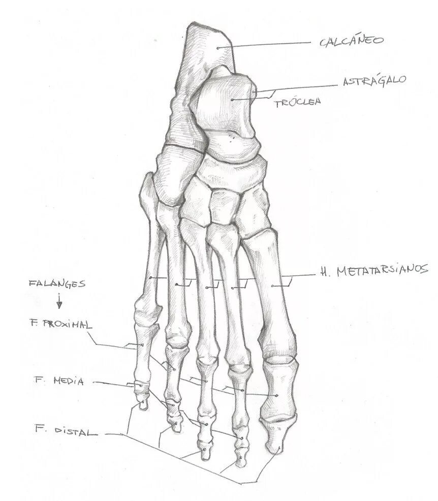 Кости подошвы. Анатомия костей стопы. Стопа анатомия строение кости. Стопа кость анатомия человека. Кость стопы анатомия рисунок.