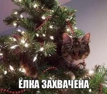 Ну и ну елей