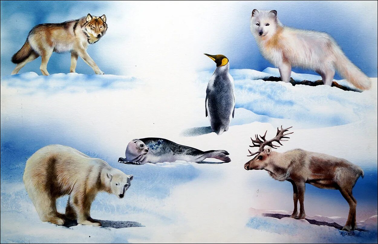 Животные севера. Животные севера для детей. Животные крайнего севера. Животные севера с названиями. Виды северных животных.