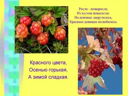 Включи росло