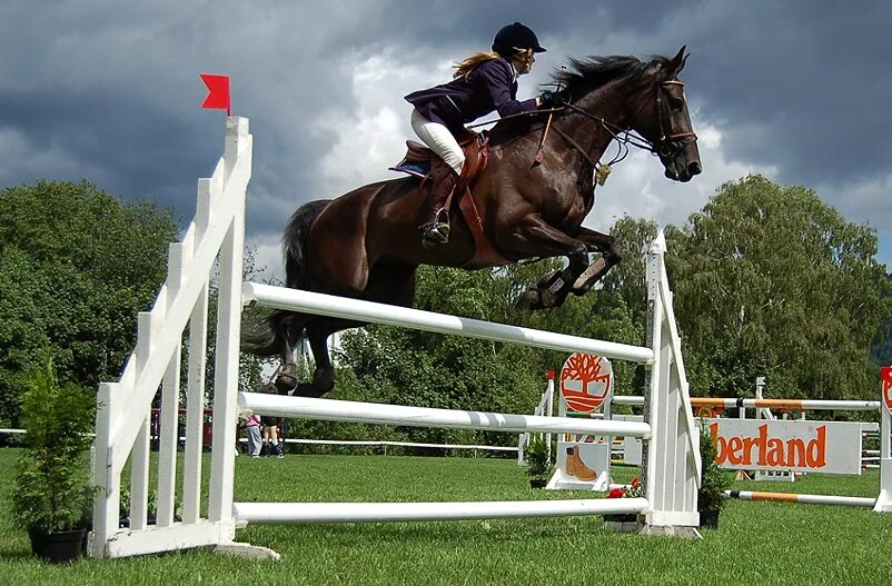 Лошади. Конкур. Конный спорт.. Ольденбургская порода лошадей конкур. Show jumping