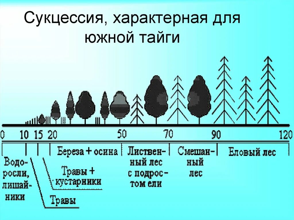 Последовательность этапов сукцессии. Этапы смены сукцессий. Возникновение первичной сукцессии. Сукцессия Южной тайги. Первичная экологическая сукцессия.