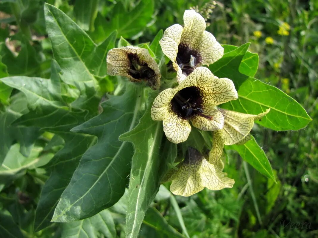 белена чёрная. белена чёрная. белена белена черная. белена чёрная. Hyoscyamus.